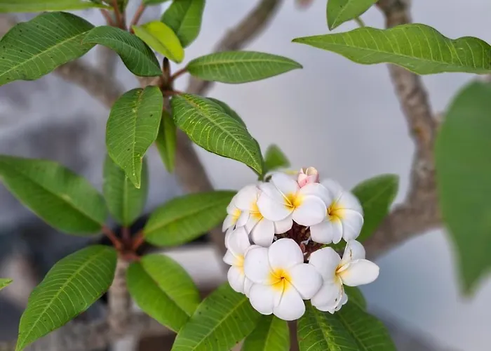 Casa Da Torre Vista Mar E Montanha, Perto Do Ilheu De Franca Holiday home *