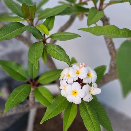 Casa Da Torre Дом отдыха *